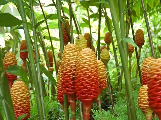 Cây gừng trông như thế này